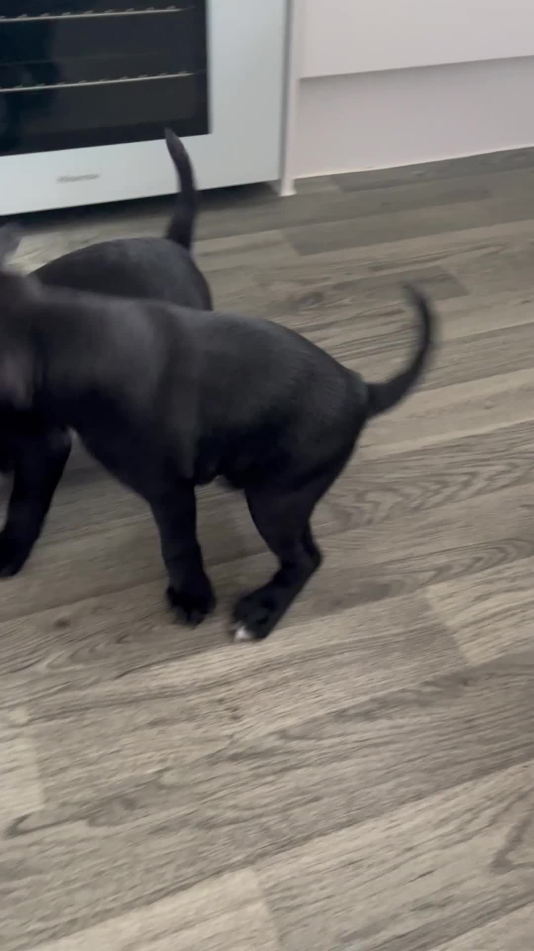 Staffordshire Bull Terrier dogs for sale: KC registered Girl Staffordshire bull terrier  - Video 1