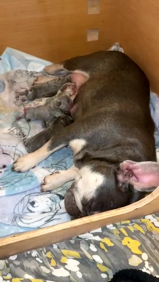 French Bulldog dogs for sale: French bulldog puppies for sale  - Video 1