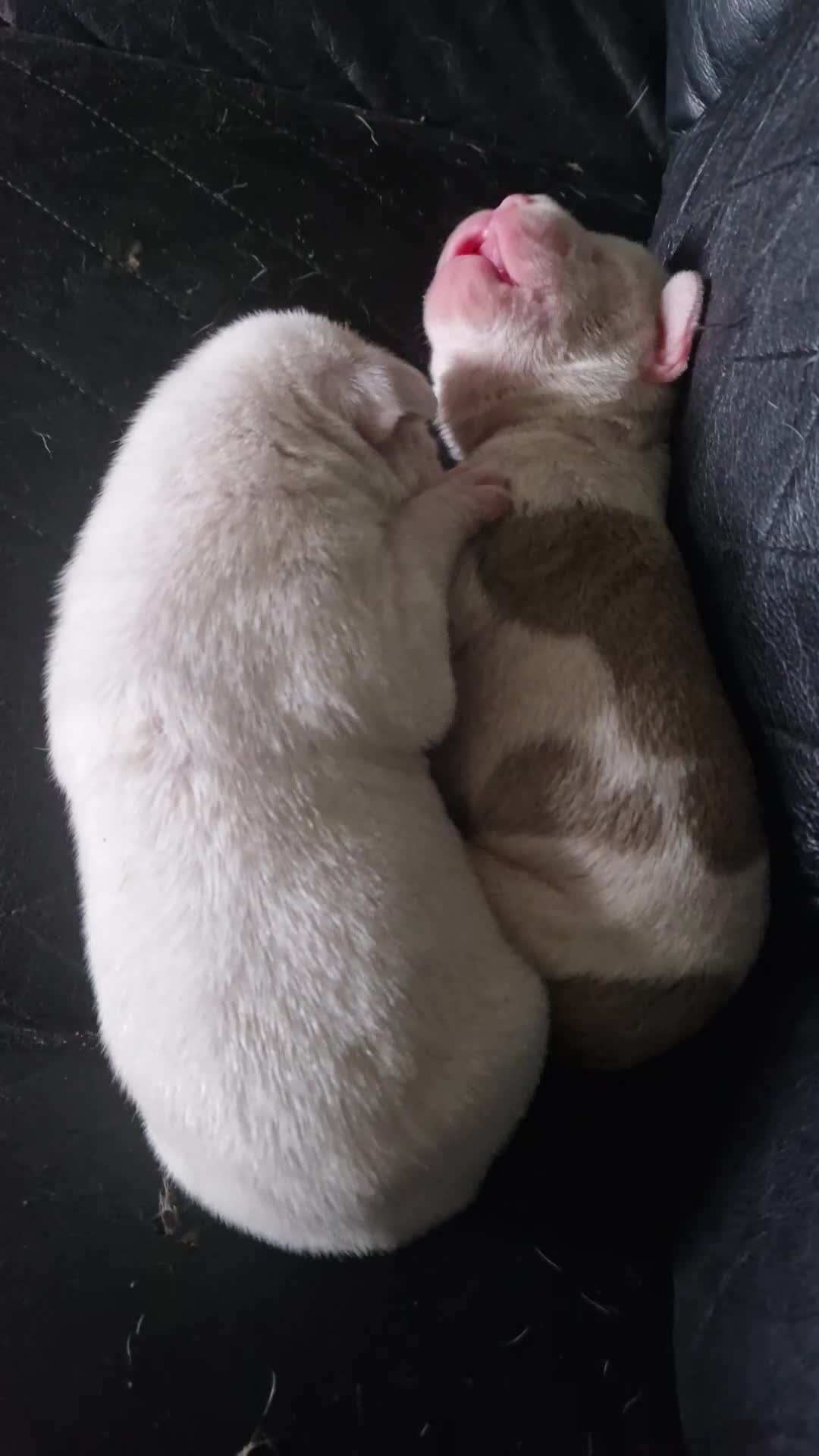 American Bulldog dogs for sale: These 3 babies are looking for there forever home - Video 3