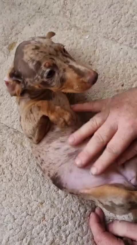 Miniature Dachshund dogs for sale: Gorgeous Mini Smooth Dachshunds Ready Now - Video 2