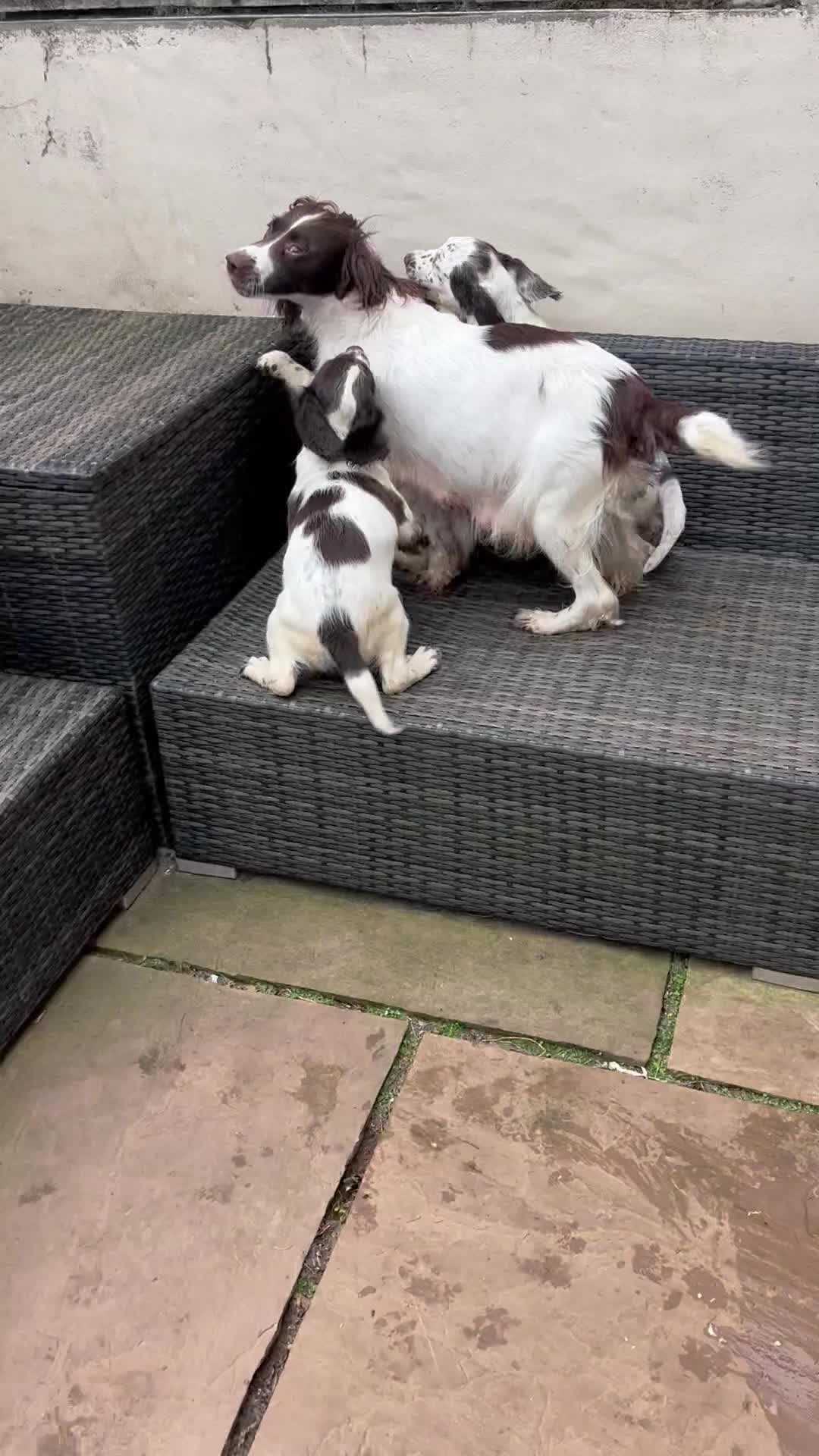 English Springer Spaniel dogs for sale: Superb DNA KC Champion Bred Working Springer Pups - Video 1