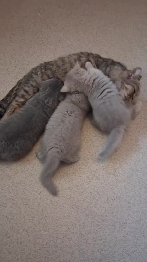 British Shorthair cats for sale: Ready Now British Shorthair kittens - Video 1