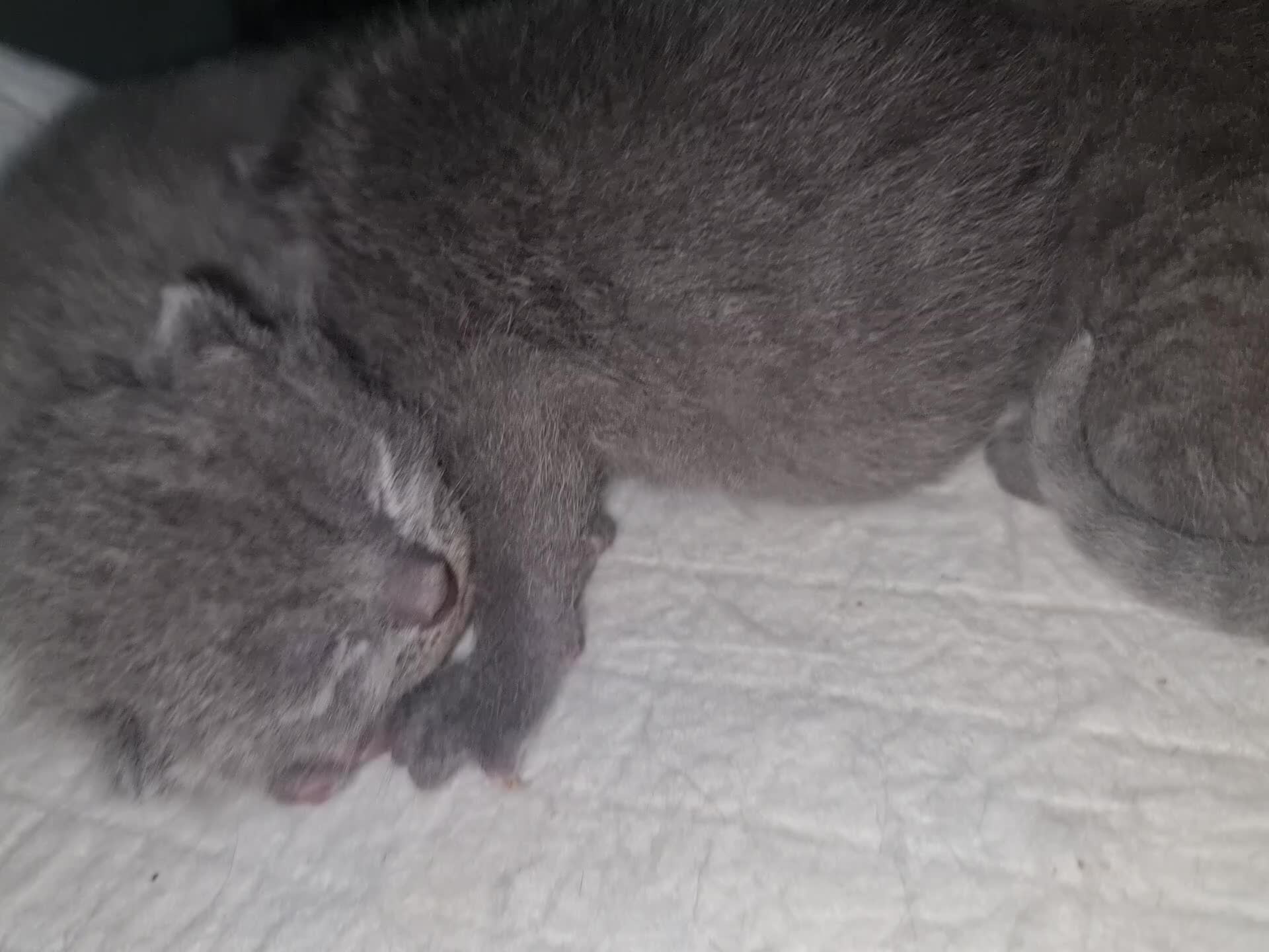 British Shorthair cats for sale: Chunky blue bsh/russian blue - Video 1