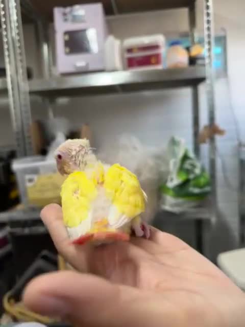 Conures birds for sale: Hand reared super tame conure  - Video 3