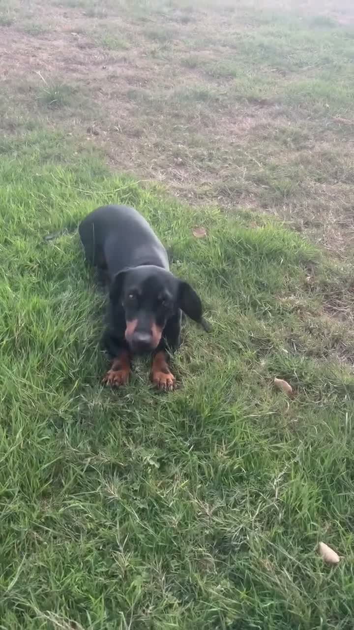 Dachshund dogs for sale: Scotty re homing  - Video 3
