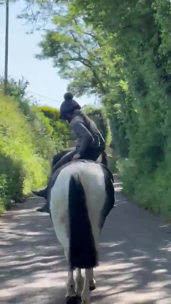 Irish Draught horses for sale: Id X maxi cob type Family friendly mare available  - Video 1
