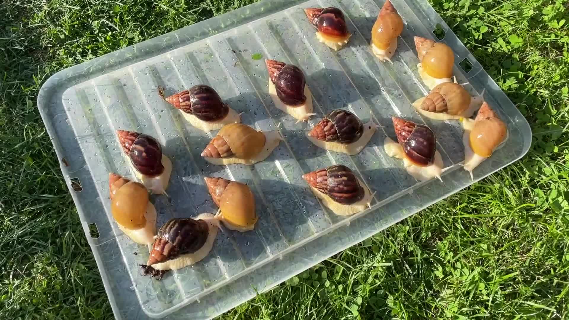 Snails invertebrates for sale: Albino Giant African Snails for sale! - Video 1