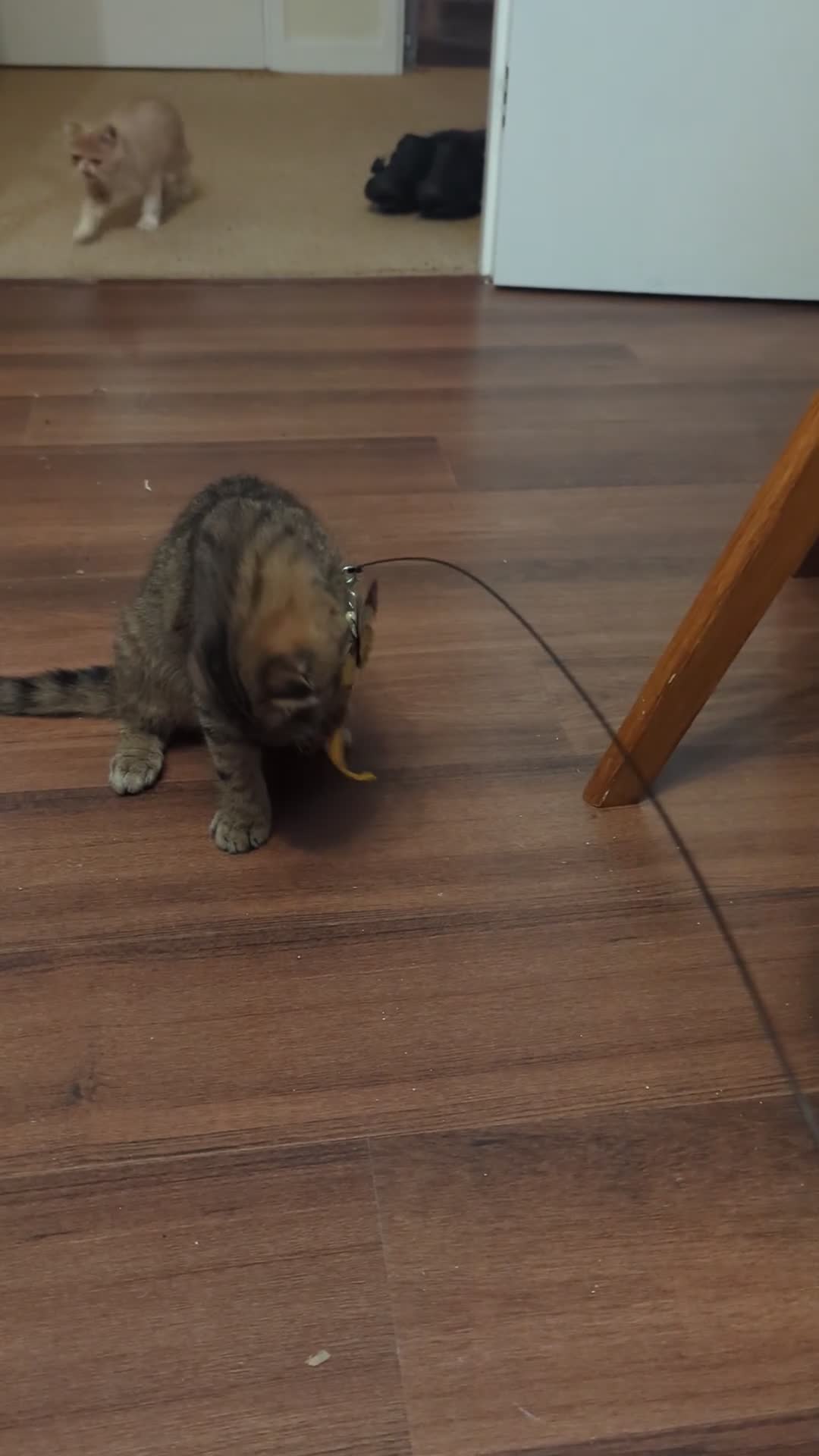 Scottish Fold cats for sale: 🐾 Tabith – Gentle, Loving & Full of Cuddles  - Video 1