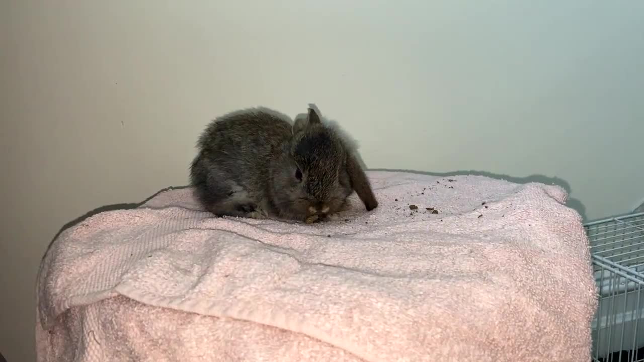 Mini Lop rabbits for sale: Mixed litter of mini lop babies for sale  - Video 4