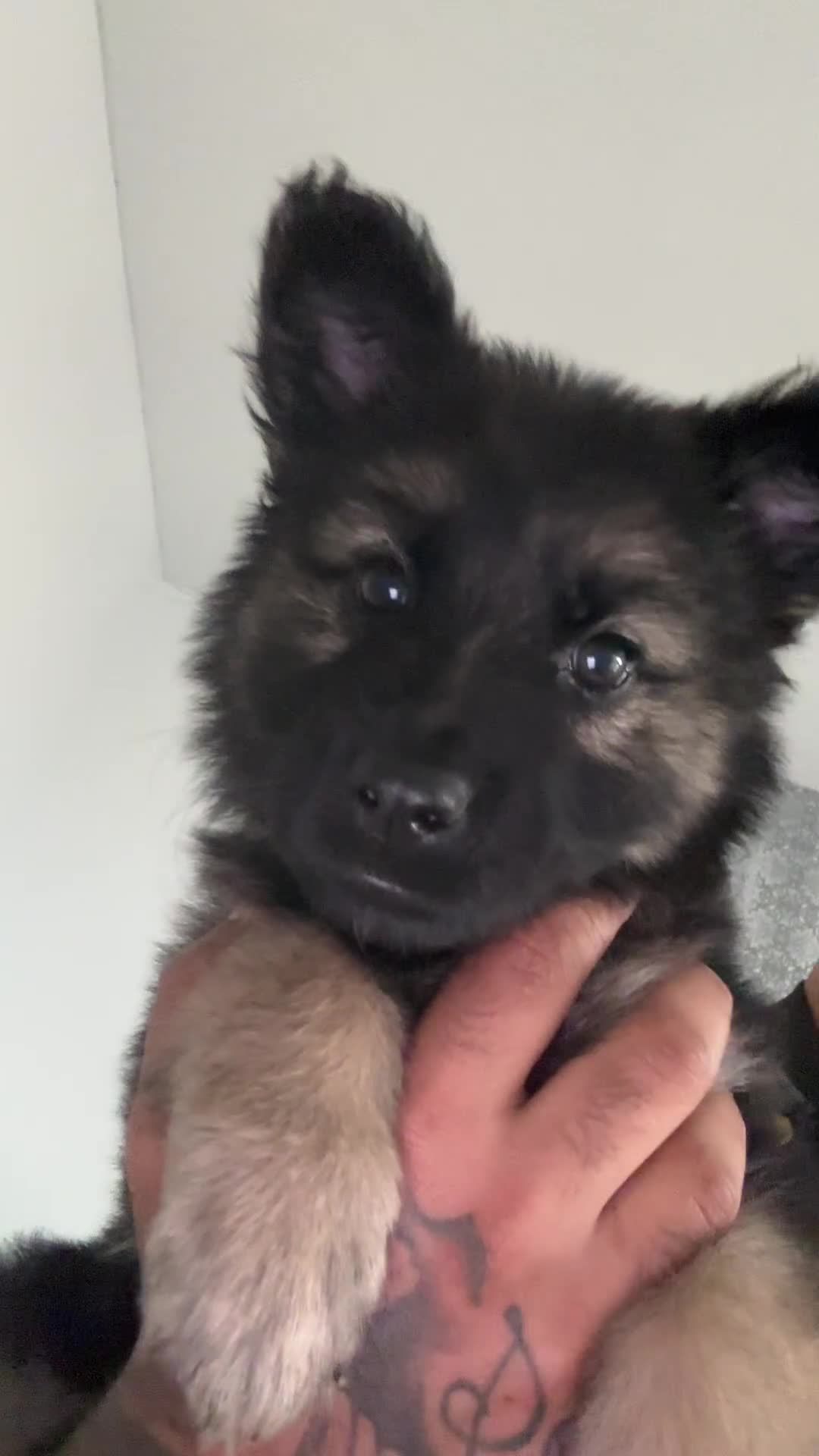 Mixed Breed dogs for sale: German shepherd pups  - Video 1