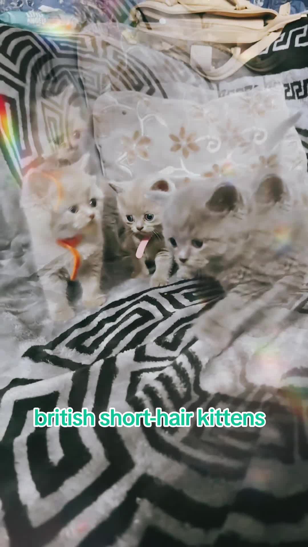 British Shorthair cats for sale: Lowest priced in brum Lilac and blue BSH kittens  - Video 1