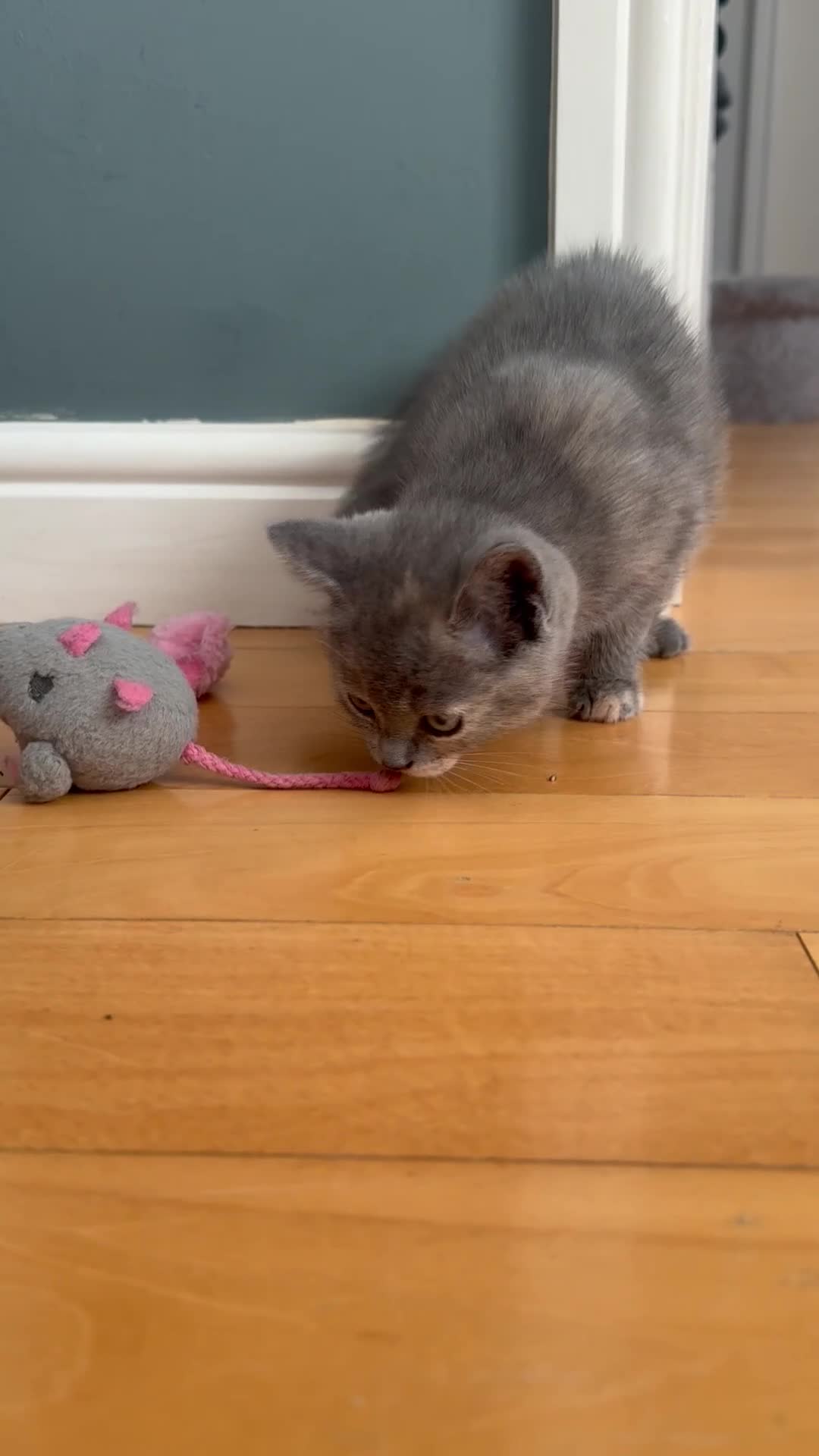 British Shorthair cats for sale: British shorthair cross Russian blue kitten - Video 1