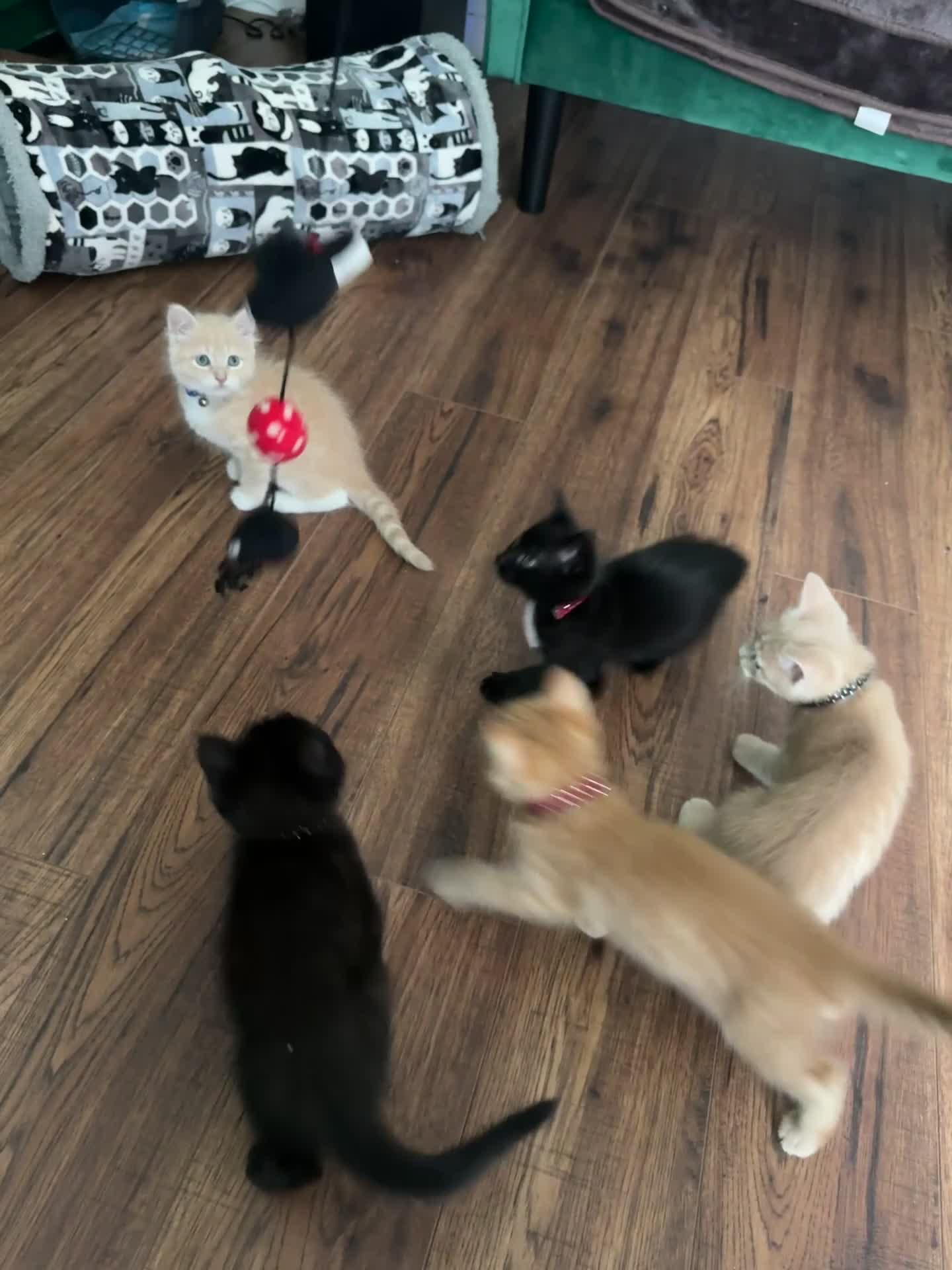 Mixed Breed cats for sale: Maine Coon X kittens ready to leave - Video 4