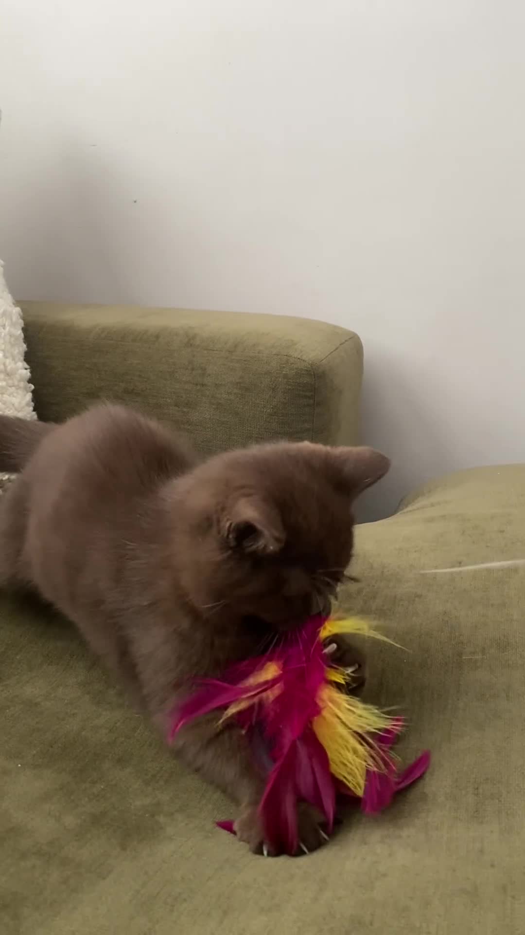 British Shorthair cats for sale: Chocolate and Red British Shorthair and Longhair - Video 1