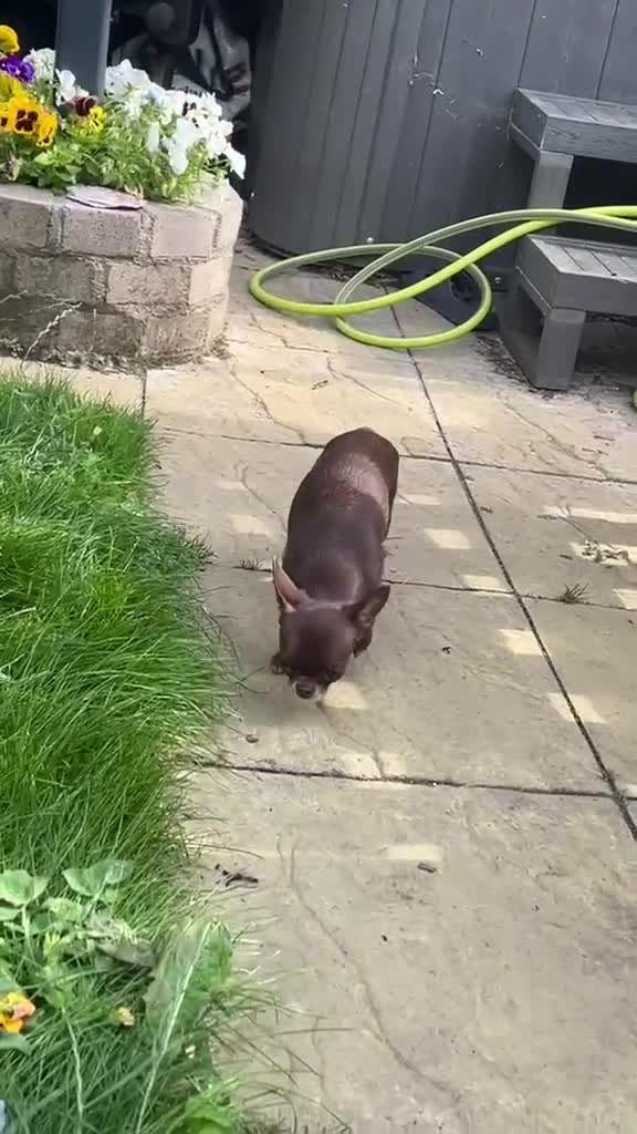 Chihuahua dogs for sale: Chihuahua girl chocolate small size  - Video 4