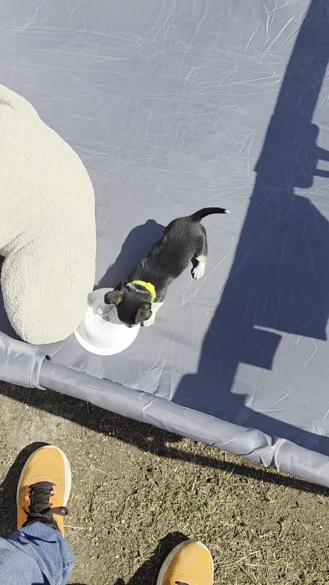 Jack Chi dogs for sale: 11 week old Jackchi - Video 2