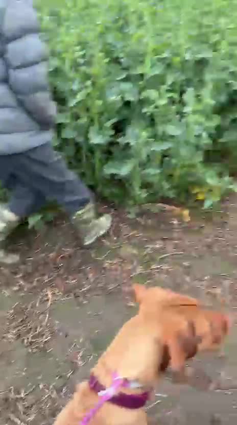 Weimaraner dogs for sale: Belle - Video 1