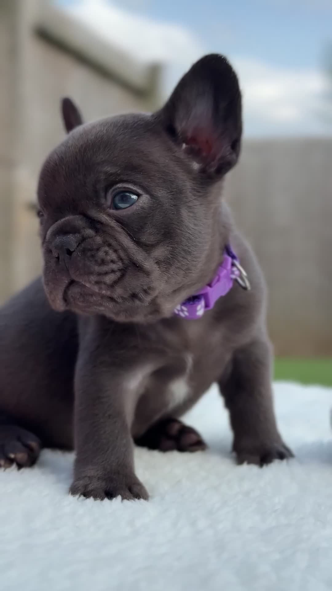 French Bulldog dogs for sale: Hikema X Cheeko (French bulldogs) - Video 3