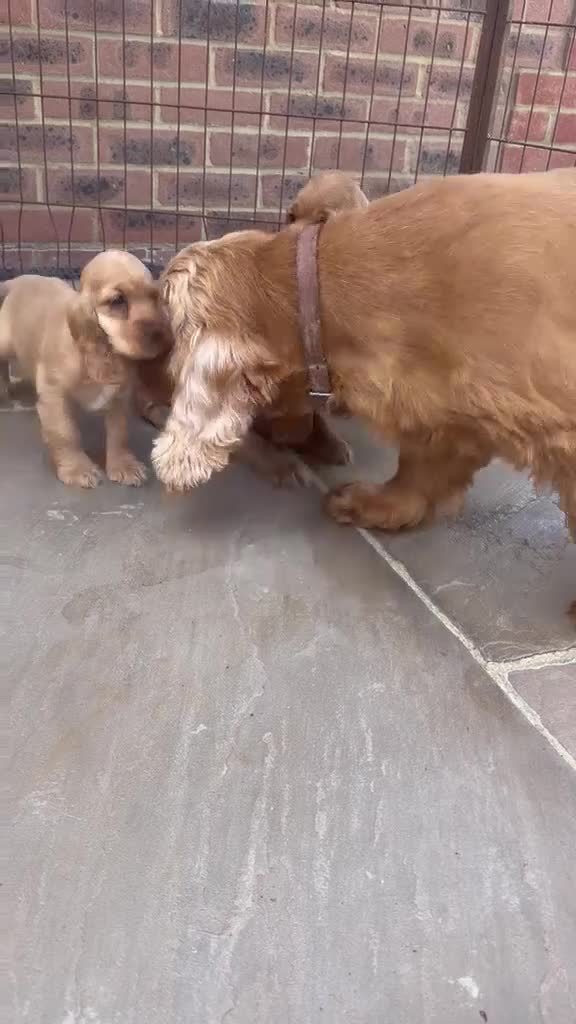 Cocker Spaniel dogs for sale: GoldenSHOW Type Cocker SPANIEL  in Iver - Video 2