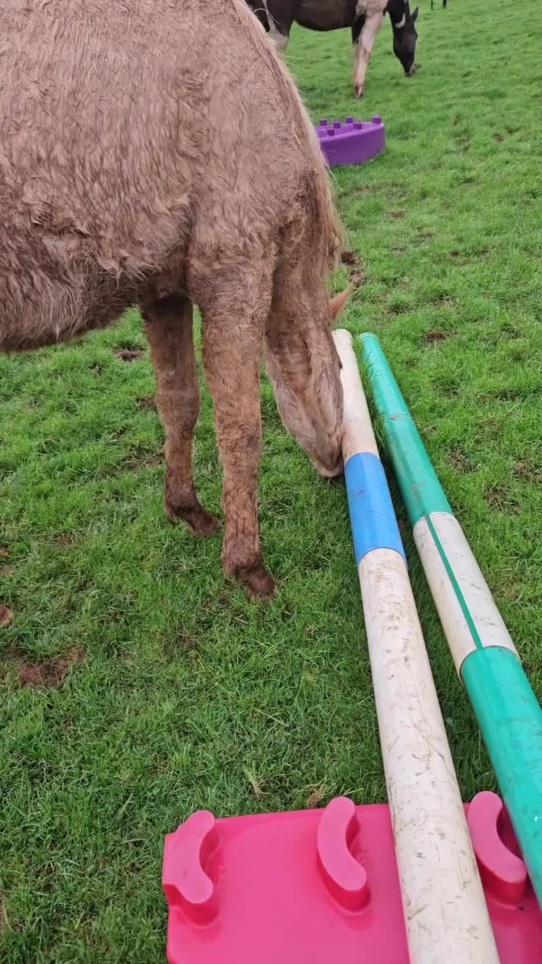 English Thoroughbred horses for sale: AVS Golden Pearl in Okehampton - Video 1