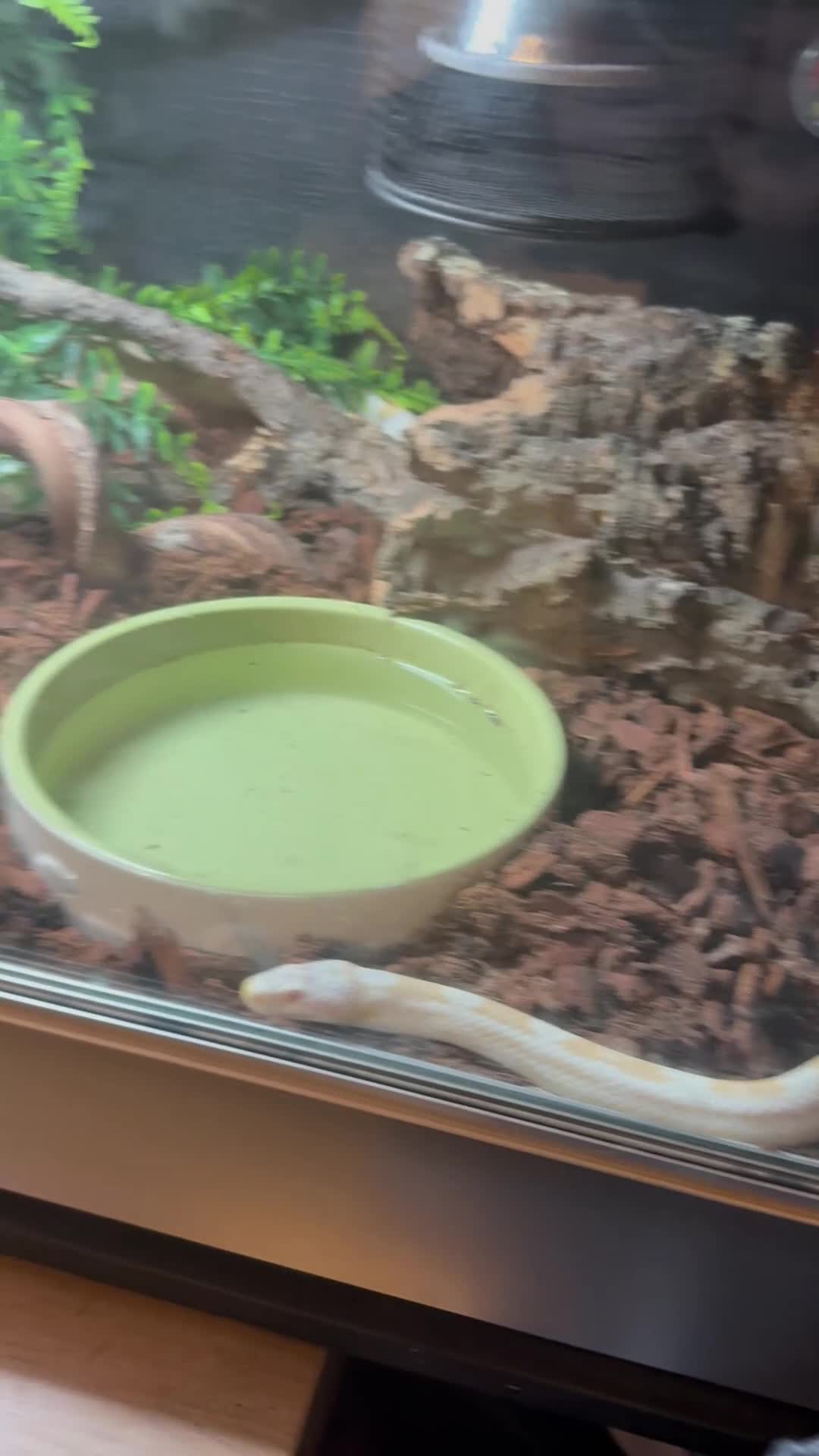 Corn Snake reptiles for sale: Snow Corn snake  - Video 2