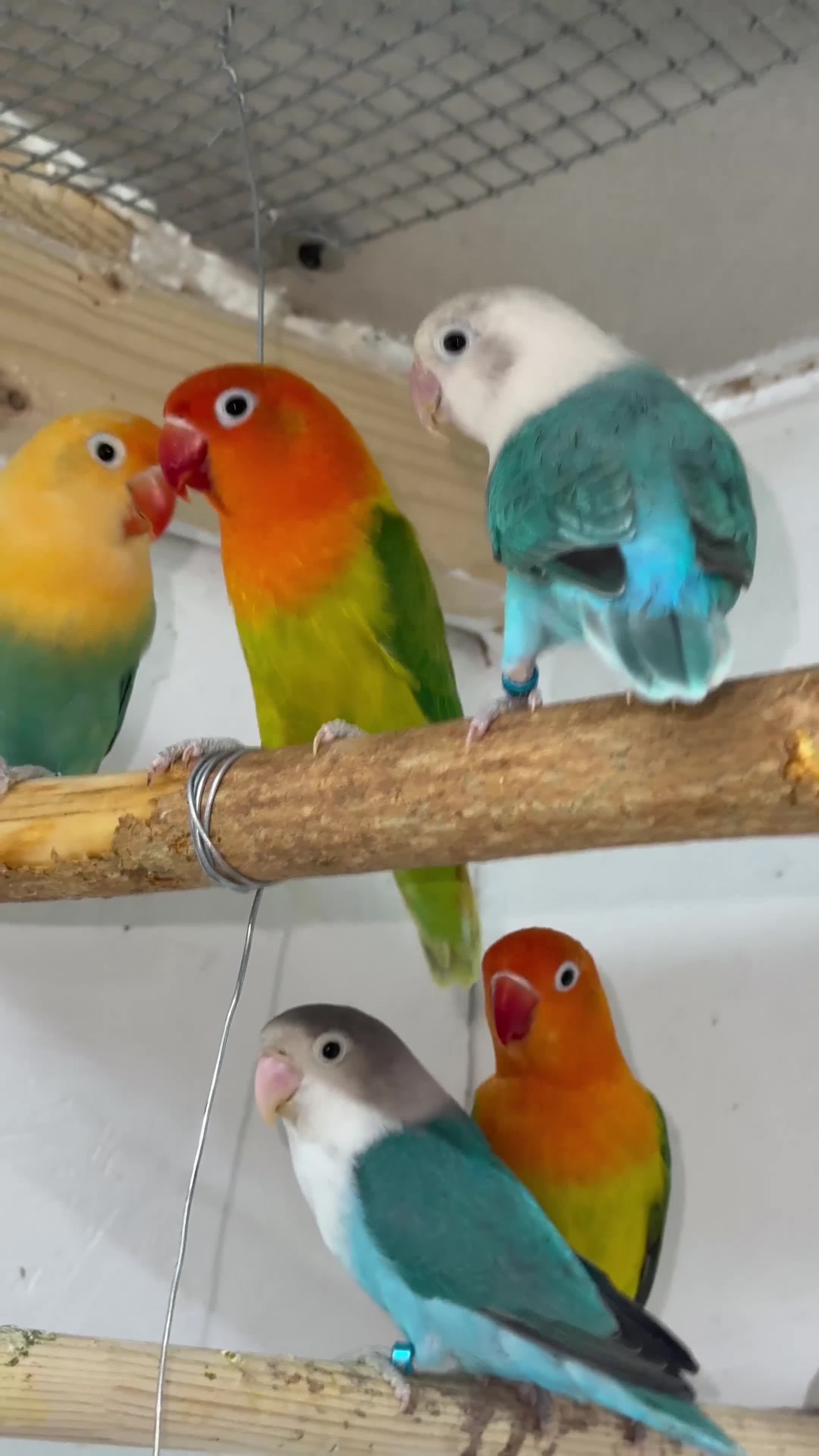 Lovebirds birds for sale: Mutation Love Bird for sale  - Video 3