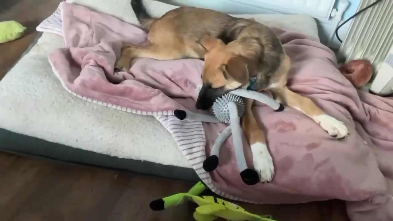 Mixed Breed dogs for adoption: CADBURY 5 months M playful/loves dogs, kids, cats! - Video 2