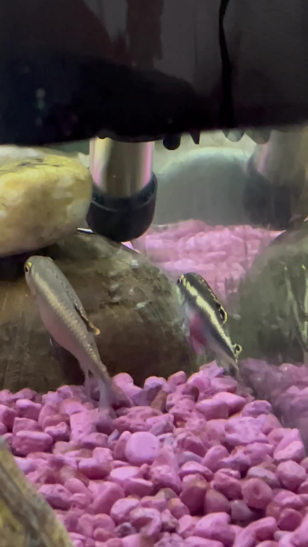 Cichlids fish for sale: Kribensis Fry (2-4cm) - Healthy Home Bred  in Stourbridge - Video 3