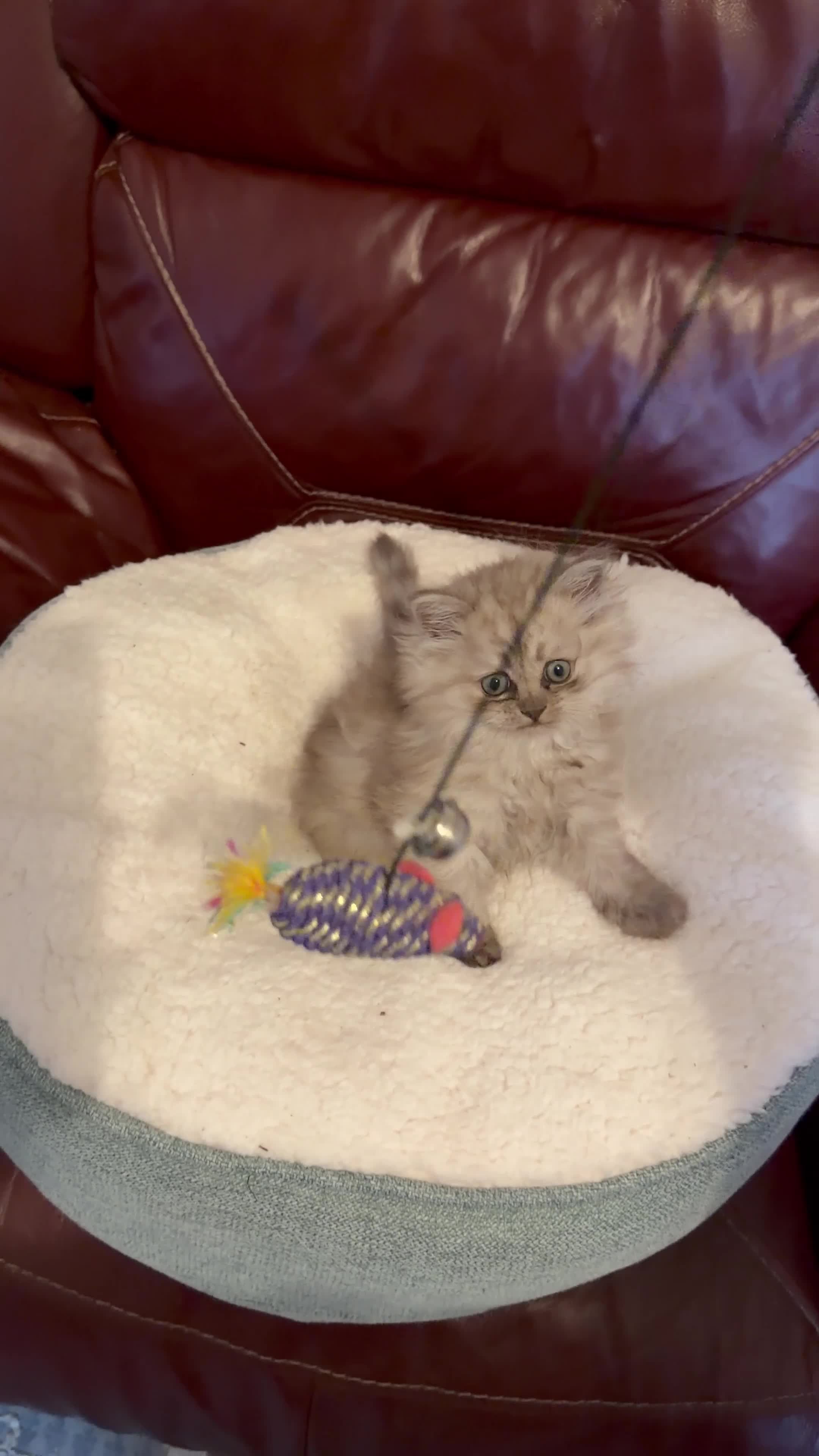 Persian cats for sale: Ready to goBeautiful Persian Kittens for Sale 🐾 in Bristol - Video 5