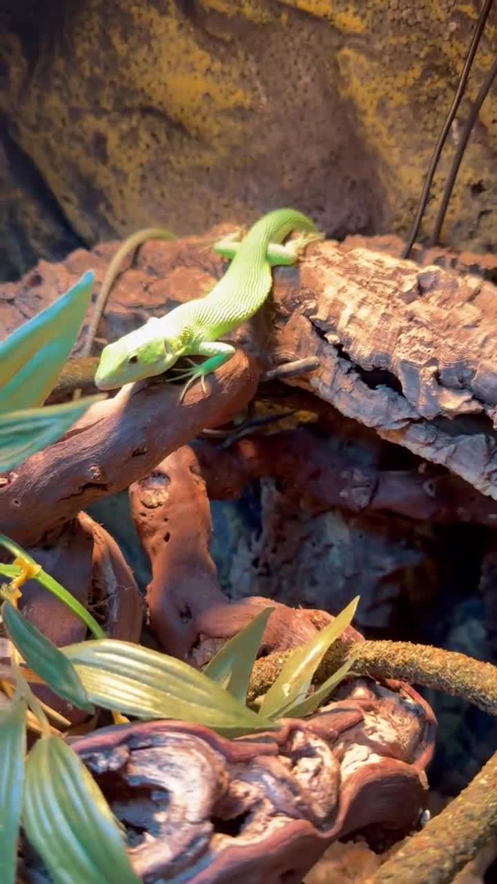 Lizard reptiles for sale: *open to offers* Green Keeled Lizard - Video 1