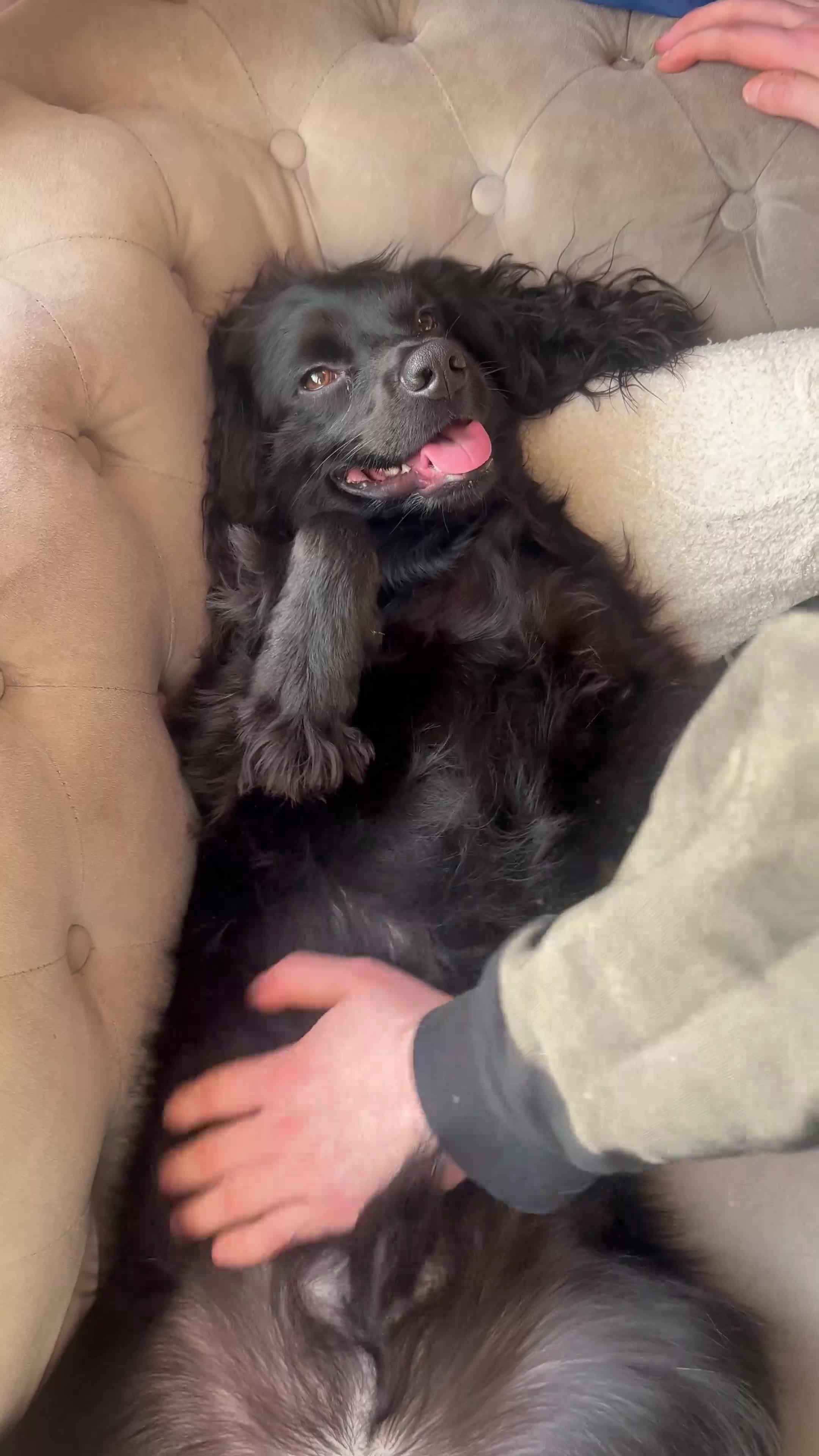 Cocker Spaniel dogs for sale: Cosmic (Cocker Spaniel 11 Months Old) - Video 1