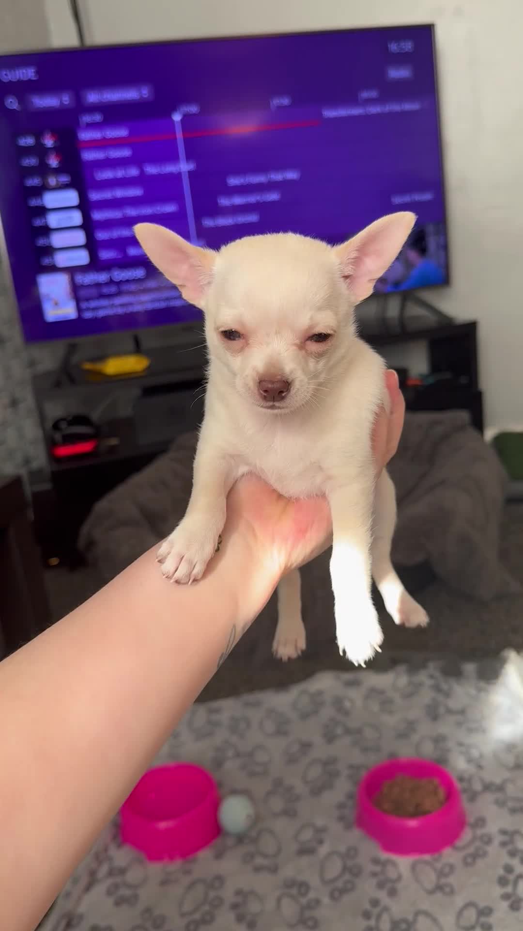 Chihuahua dogs for sale: Beautiful smooth coat chihuahua girl  - Video 1