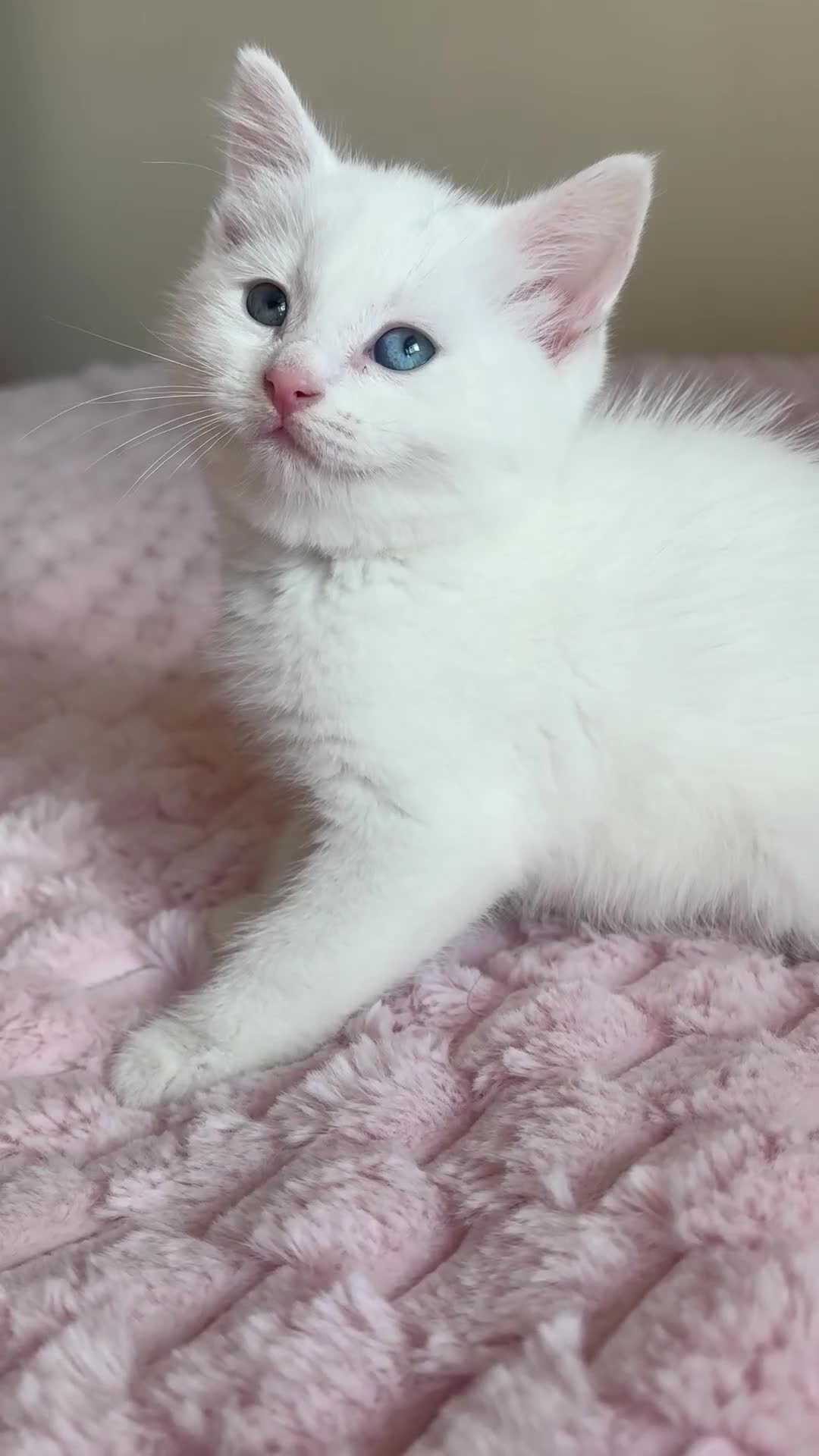 Ragdoll cats for sale: Ragdoll Cross Maine Coon Kitten - Video 4