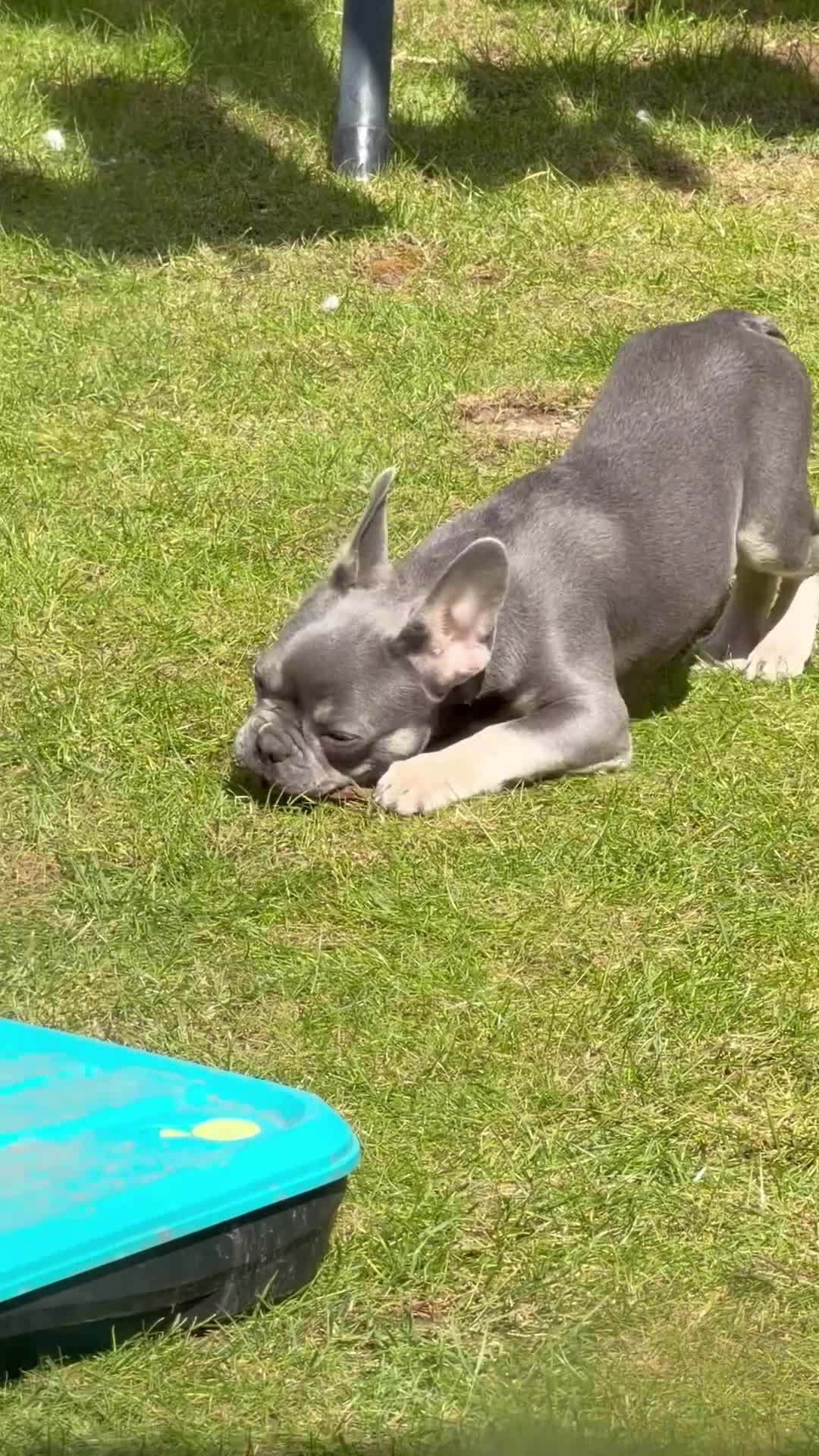French Bulldog dogs for sale: Mr Dominic L - Video 1