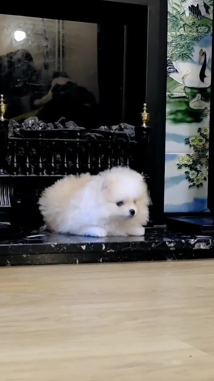 Pomeranian dogs for sale: KC Registered Pomeranian Puppy 🐶  - Video 4