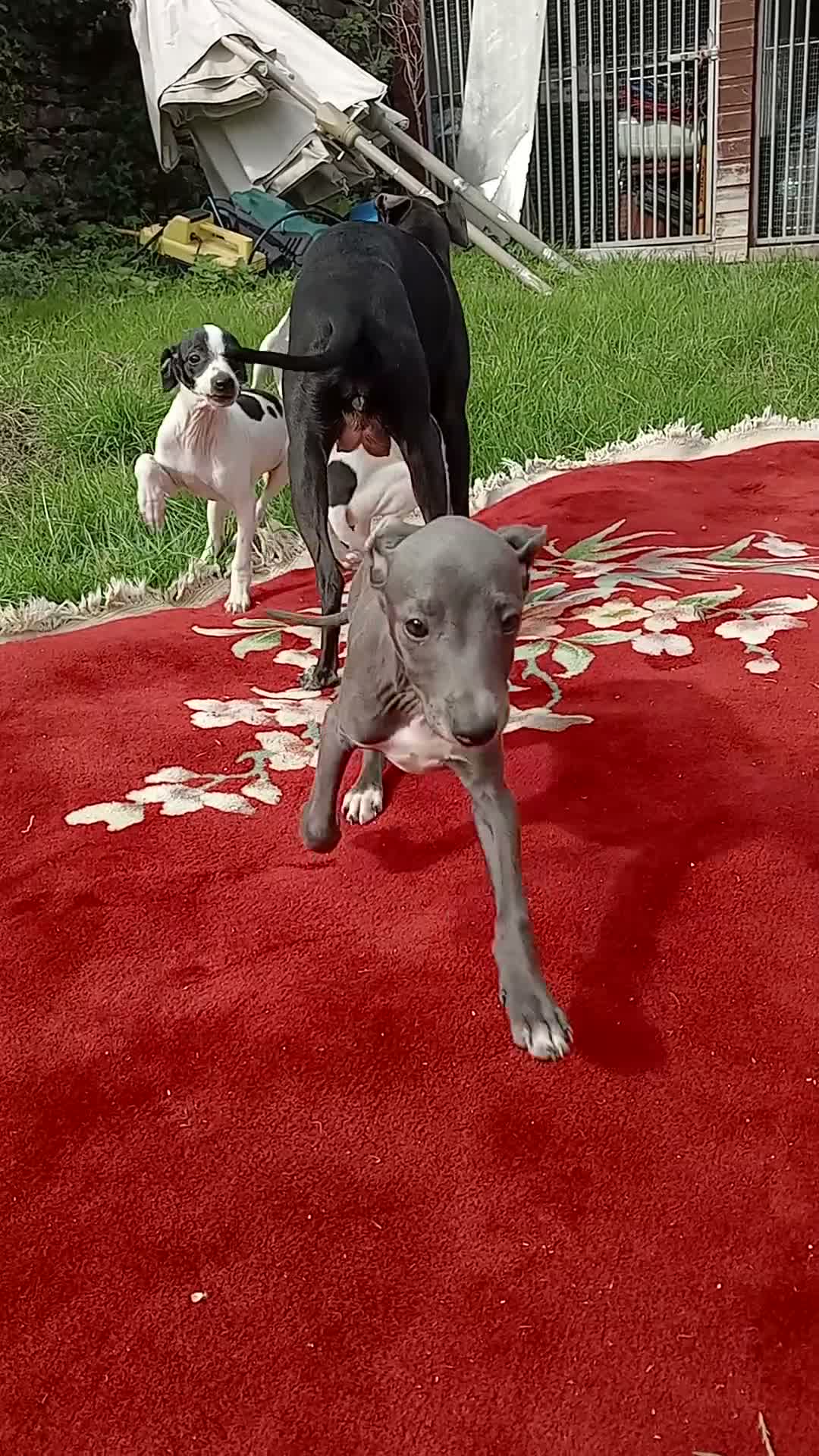 Italian Greyhound dogs for sale: Italian greyhound puppies  - Video 2