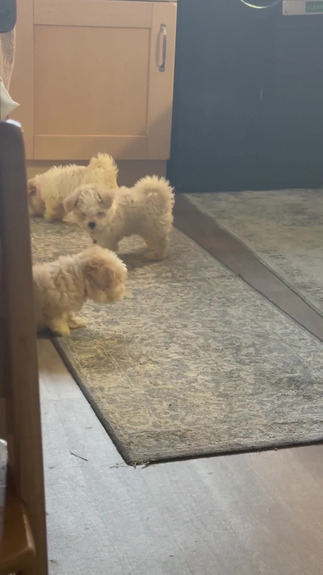 Bichon Frise dogs for sale: Bichon puppies for sale - Video 1