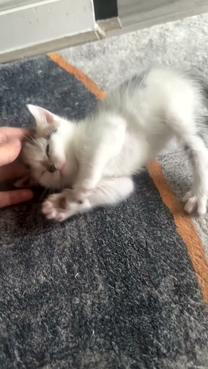 Mixed Breed cats for sale: Mixed breed kitten girl in Spalding - Video 2