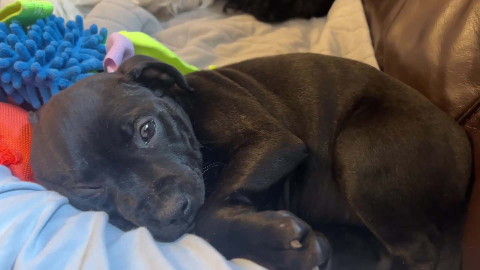 Staffordshire Bull Terrier dogs for sale: Last Stunning girl  - Video 2