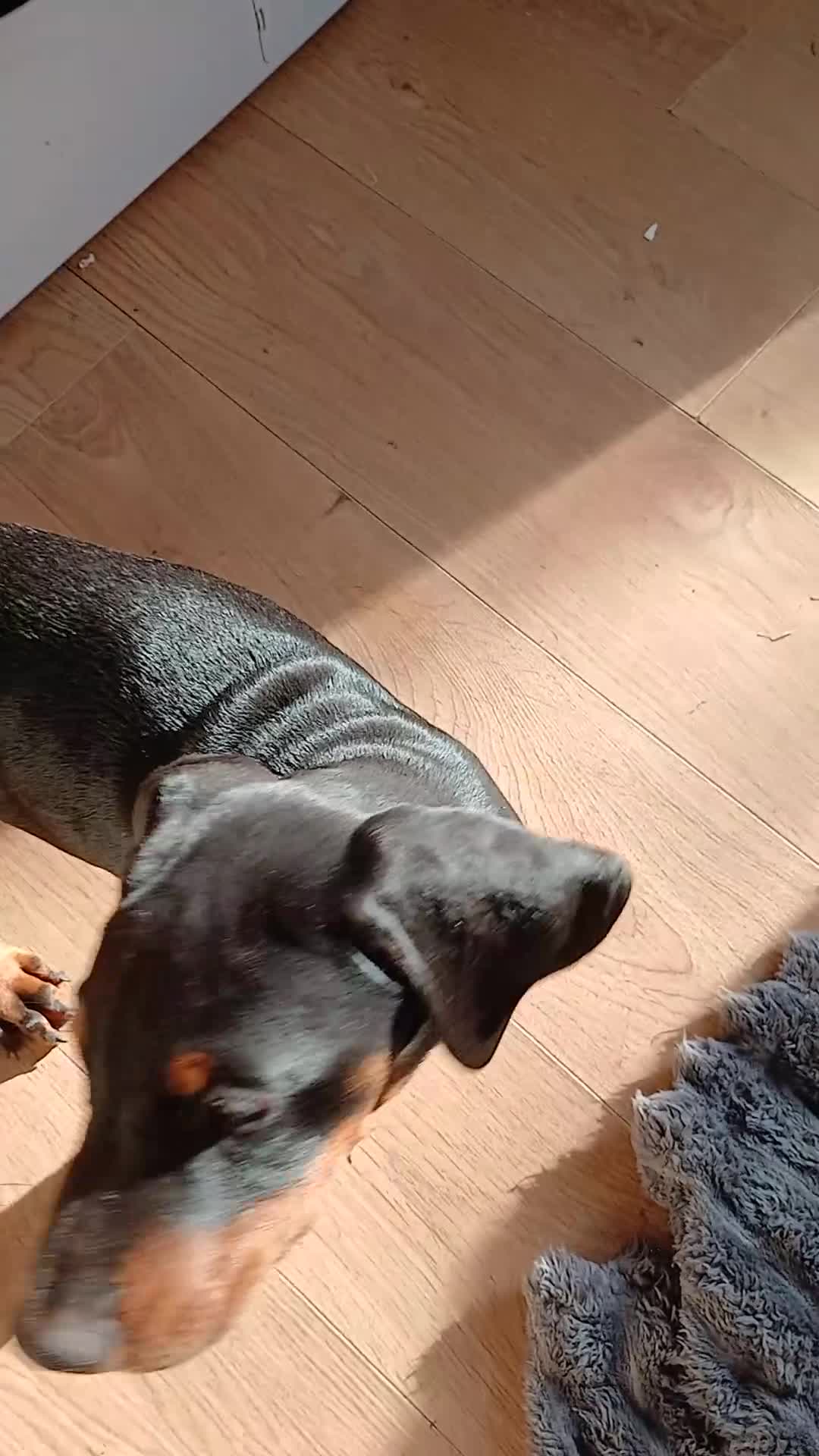 Dobermann dogs for sale: DOBERMAN PUPS CHAMPION BLOODLINES FULLY HEALTH   - Video 1