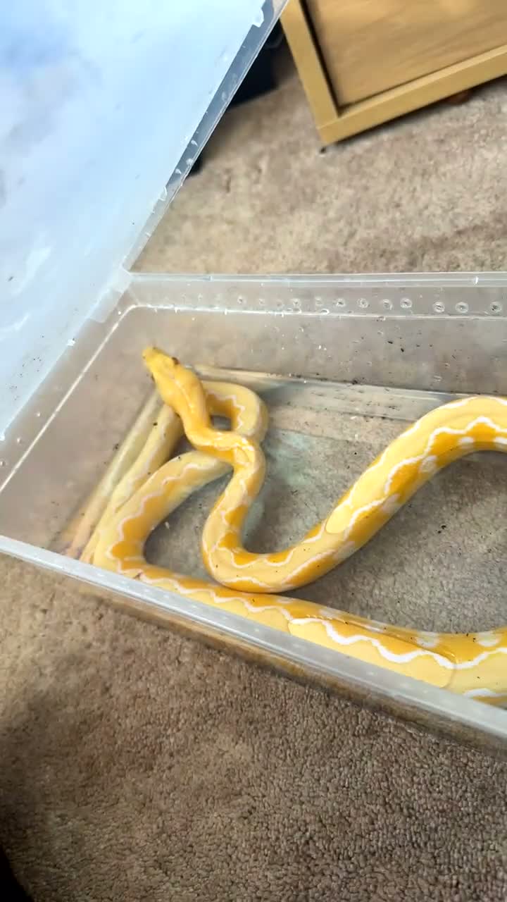 Python Snake reptiles for sale: 2 reticulated pythons  in Flint - Video 1