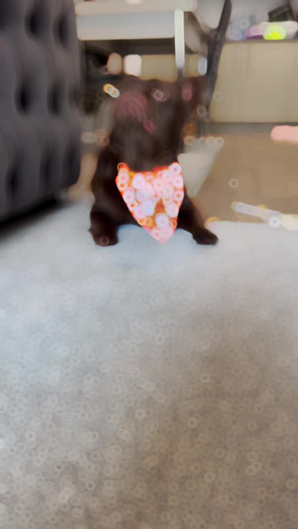French Bulldog dogs for stud: Visual fluffy Choc Rojo and Isabella  in London - Video 1