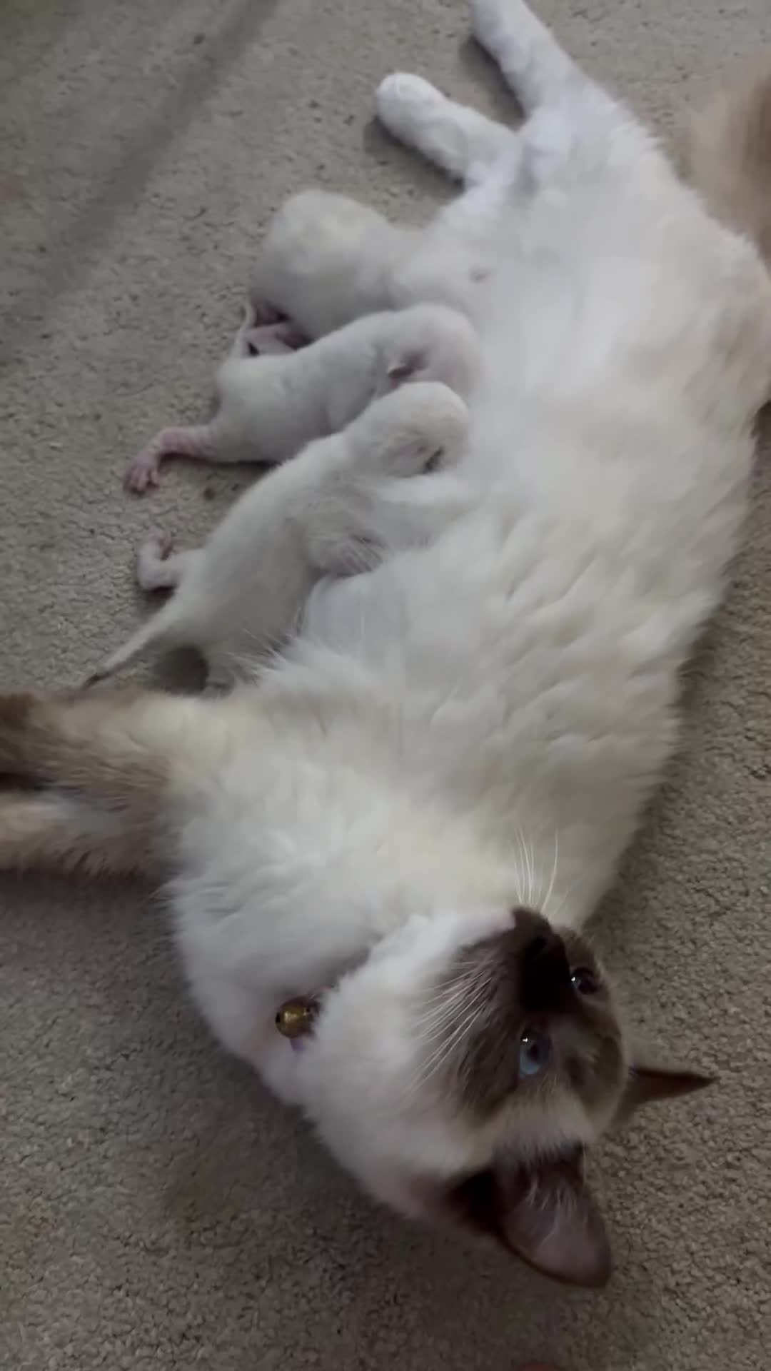 Ragdoll cats for sale: Absolutely Stunning litter of pure Ragdoll kittens - Video 1