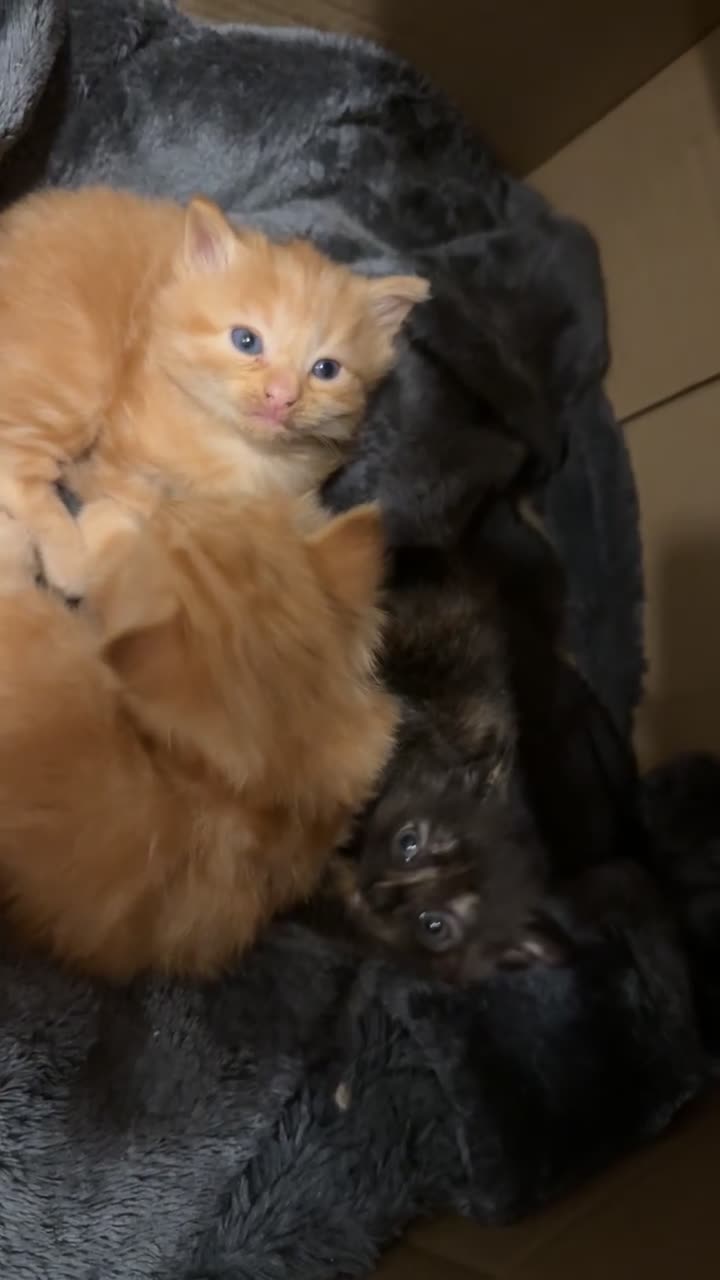 Perdoll cats for sale: Persian x Turkish Angora LAST ONE LEFT - Video 2