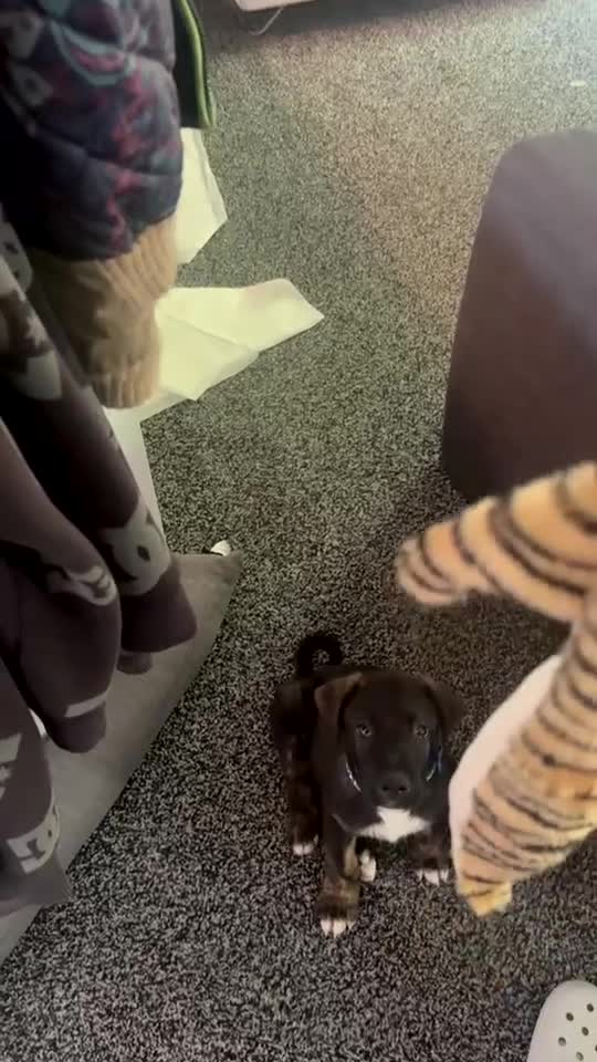 Mixed Breed dogs for sale: Staffy mixed puppy for sale  - Video 1