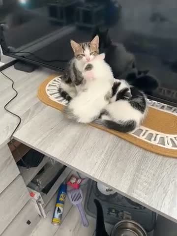 Mixed Breed cats for sale: 2 girls and 2 boys ready on 28 th October  - Video 1