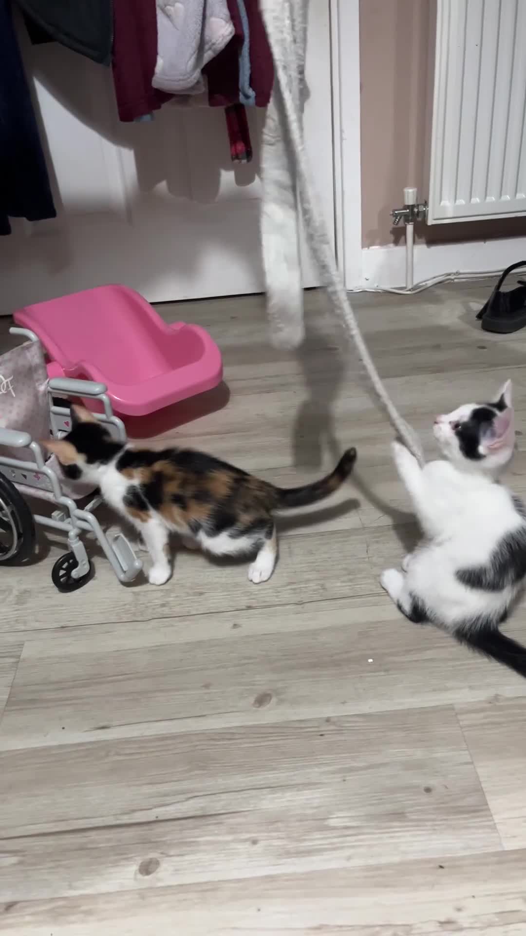 Mixed Breed cats for sale: Beautiful kittens - Video 1