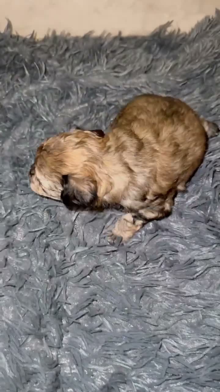 Maltipoo dogs for sale: REDUCED READY NOW !Maltipoo pups  - Video 4