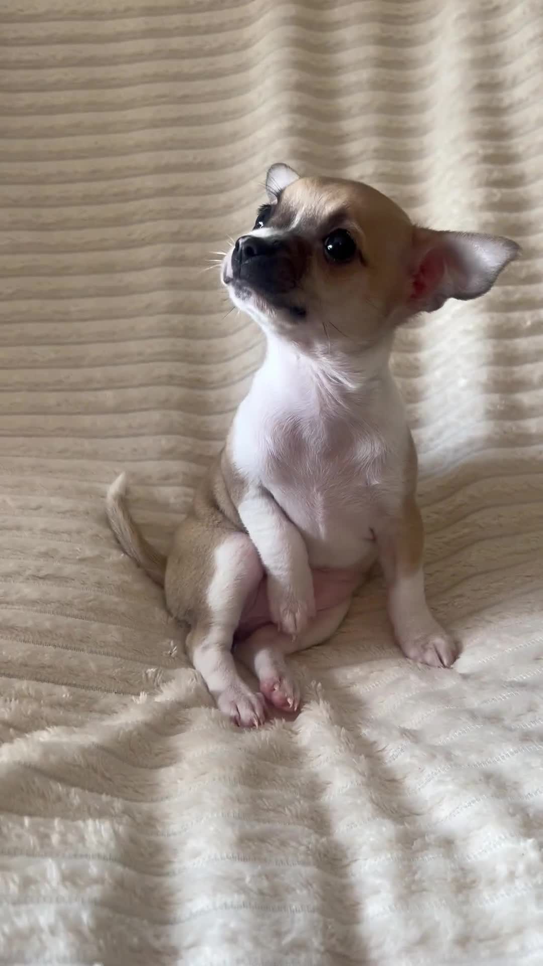 Chihuahua dogs for sale: Chihuahua puppies girls and boys - Video 4