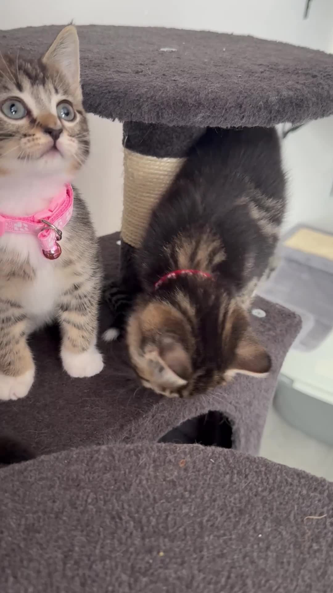 Ragcoon cats for sale: Mainecoon ragdolls  - Video 3
